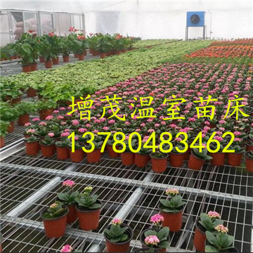溫室<a href='/' target='_blank'><a href='http://www.baojutang260.com.cn/miaochuangsheshi/203.html'target='_blank'>花架網(wǎng)</a></a>廠家