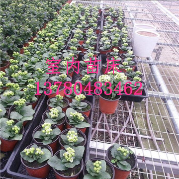 溫室<a href='/' target='_blank'><a href='http://www.baojutang260.com.cn/miaochuangsheshi/203.html'target='_blank'>花架網(wǎng)</a></a>廠家