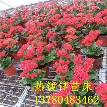 <a href='/' target='_blank'>移動(dòng)苗床</a>