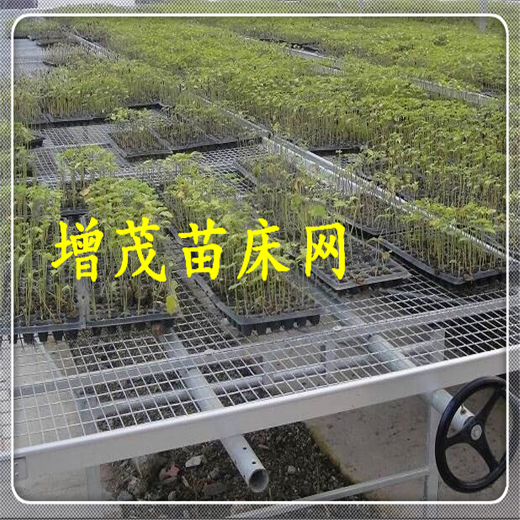 苗床網(wǎng)